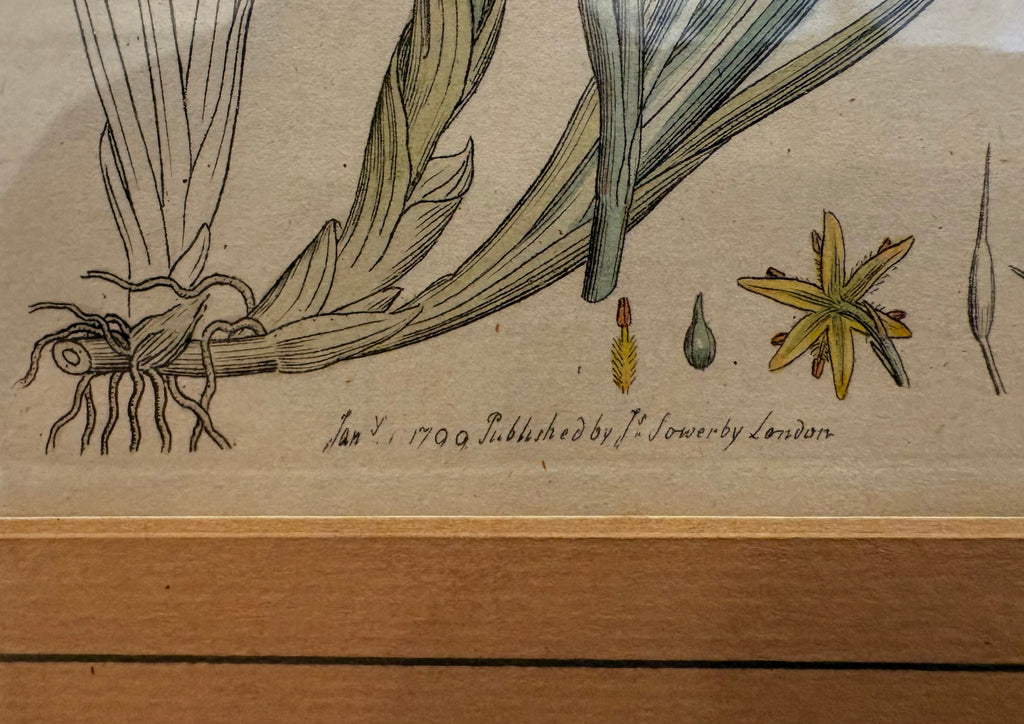 1799 antique botanical art engraving, hand painted, framed art, flower