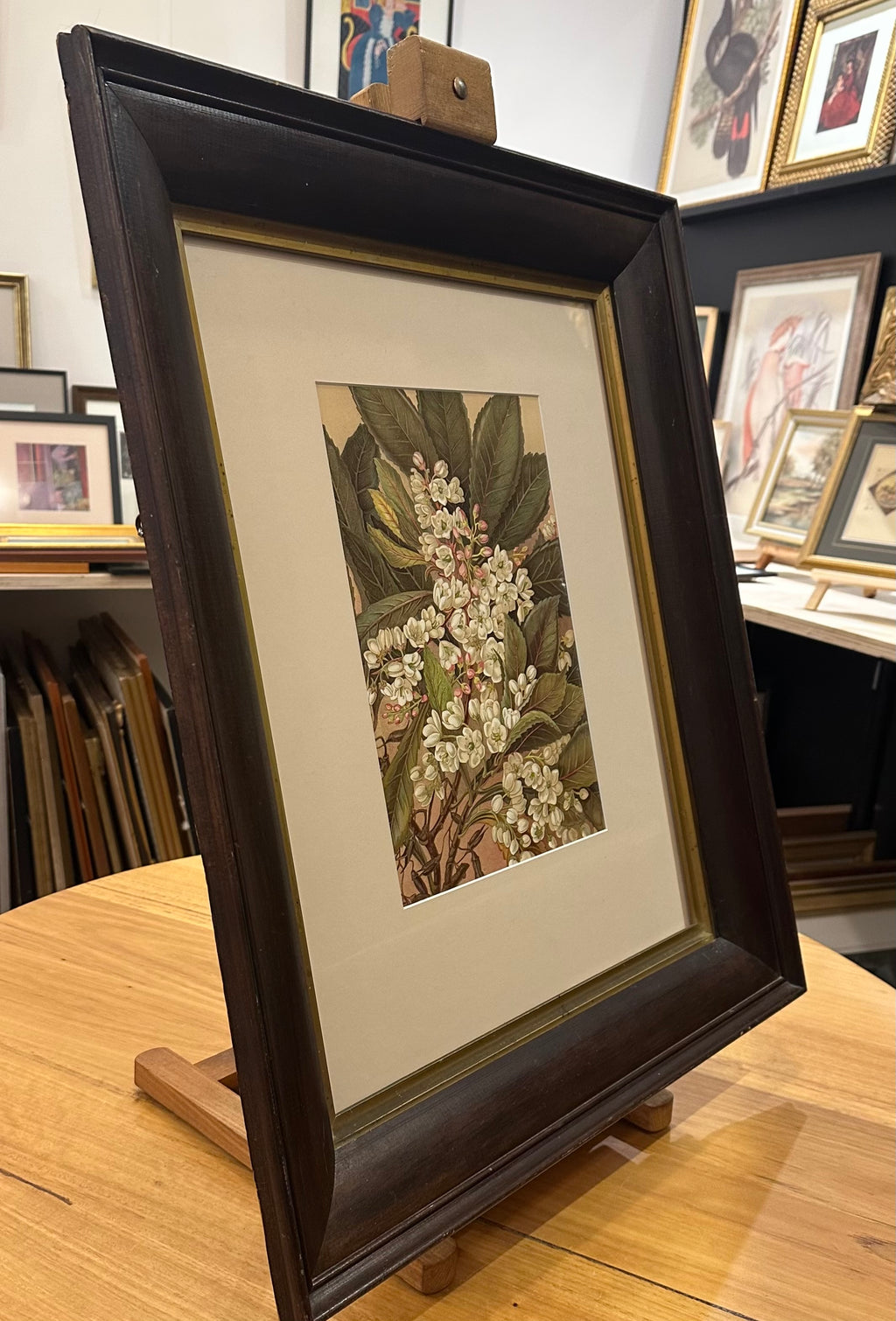1891 Antique chromolithograph, Louisa A Meredith, Australian, flowers, botanical art, framed art
