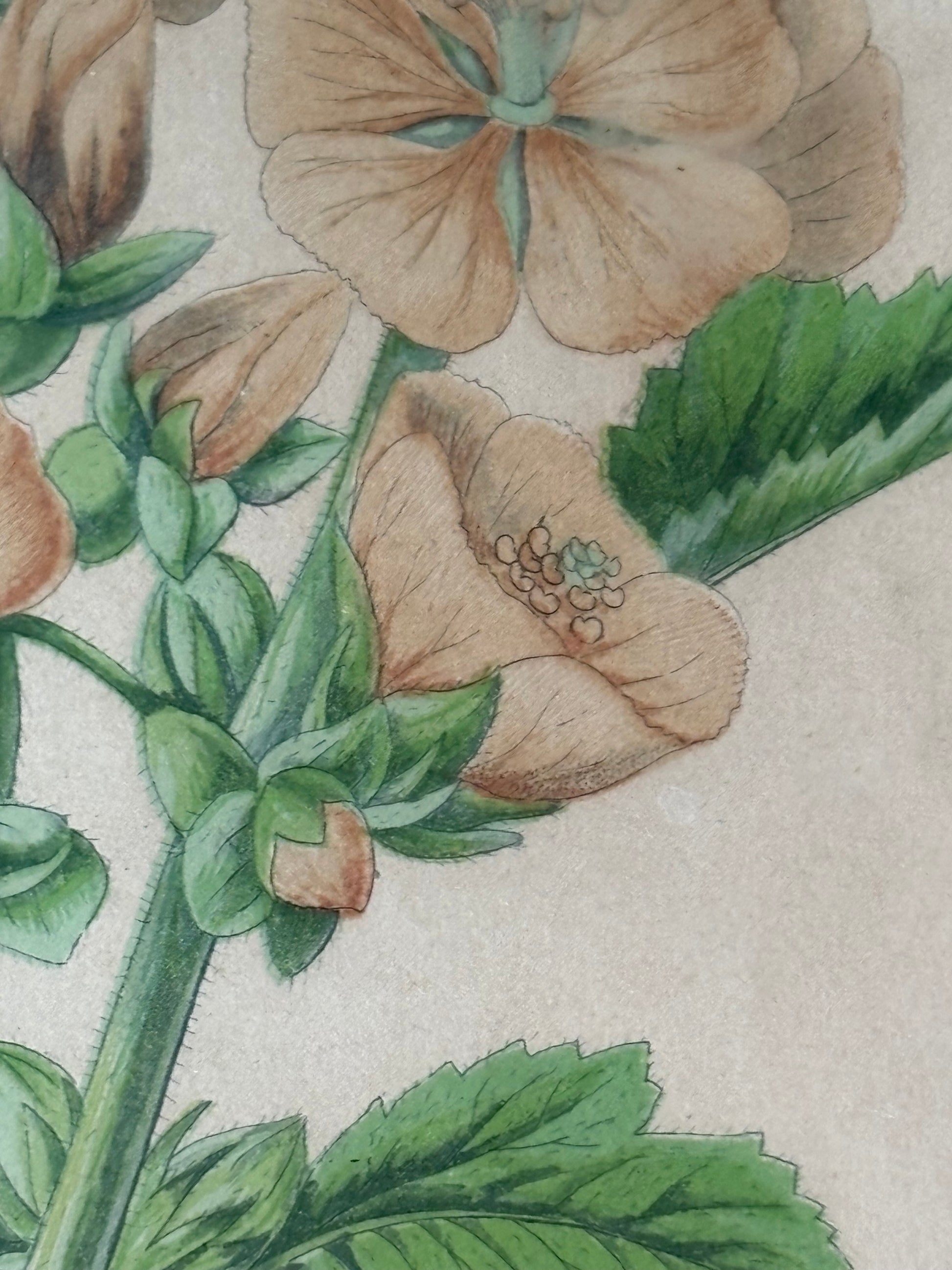 Antique wood engraving, hand coloured, pink flowers, framed botanical art