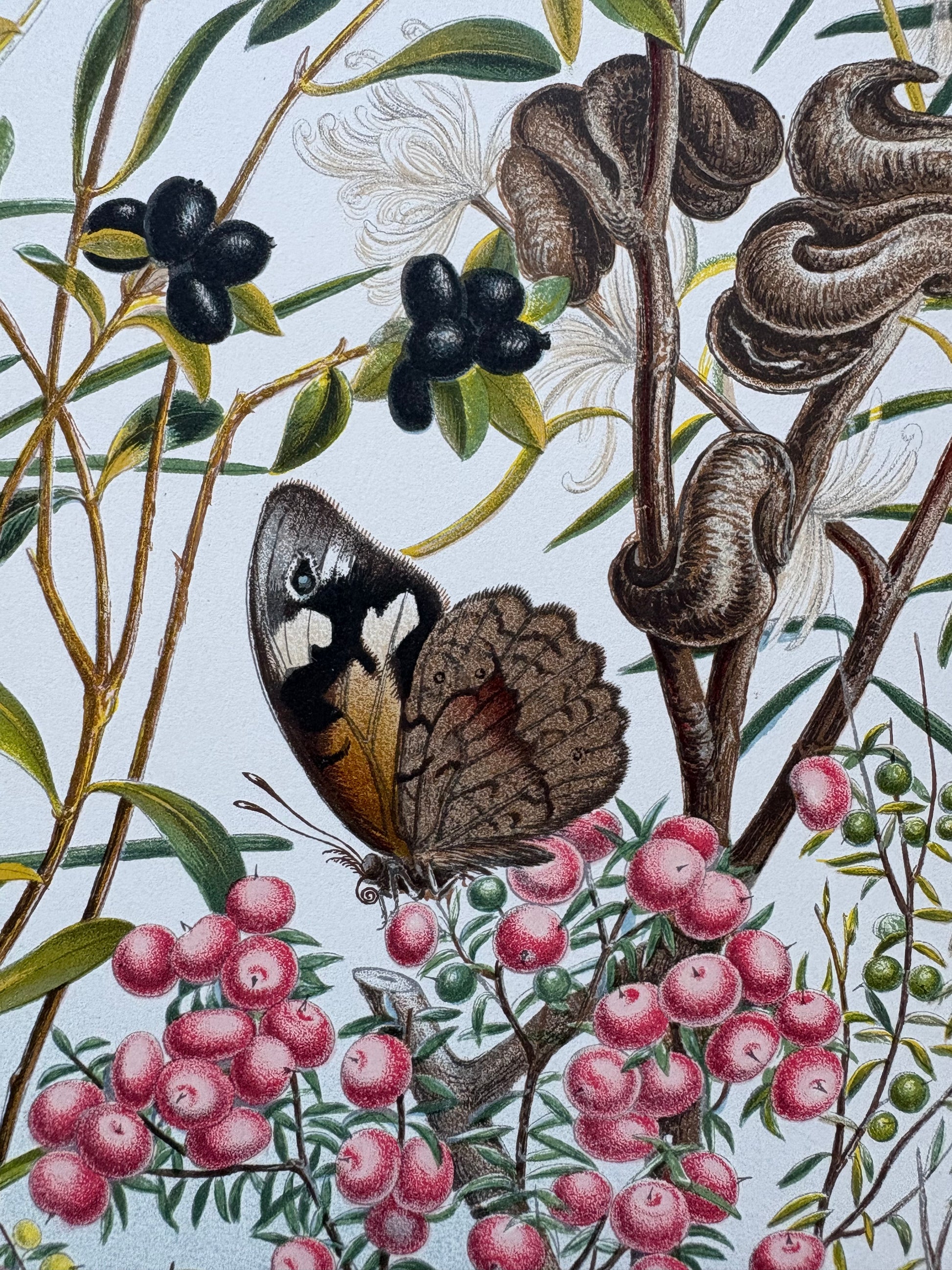 1891 Antique chromolithograph, Louisa A Meredith, Australian, botanical art, butterfly