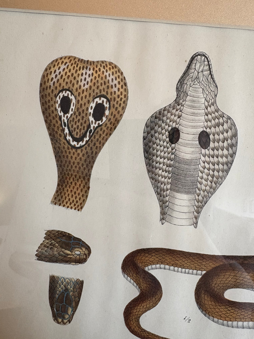 1820s original copperplate engraving, Cobra, snake, hand-coloured, antique framed art