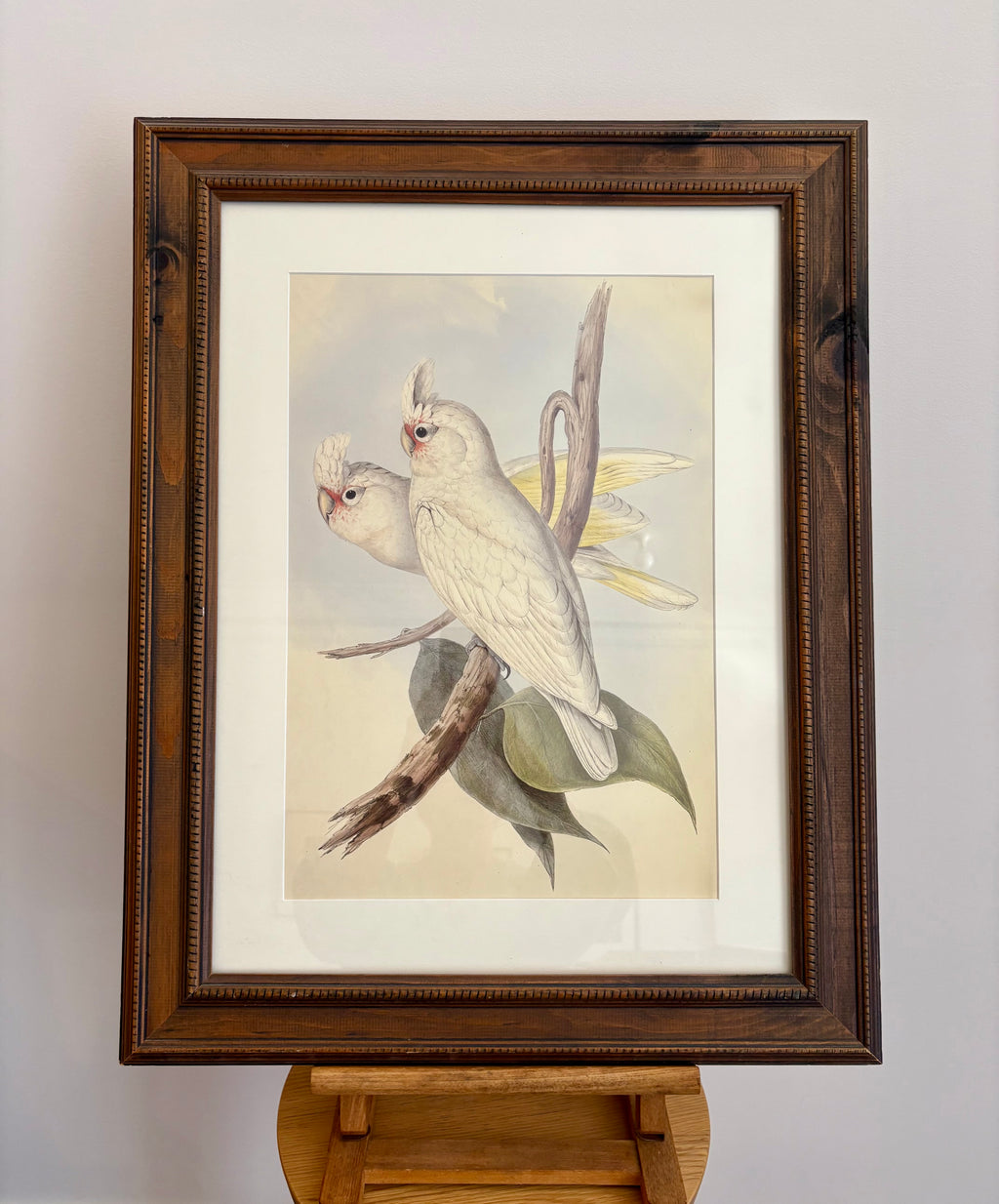 1989 Authentic limited edition 64/500 Gould print, Cockatoo, vintage art