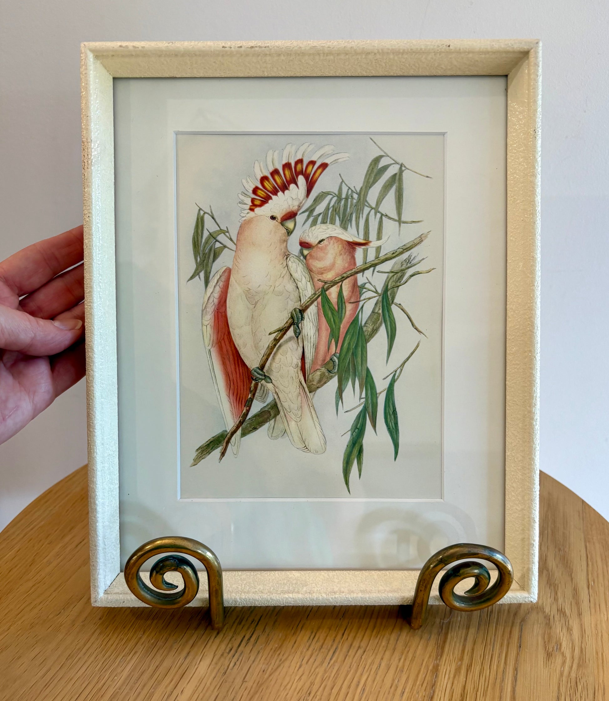 Miniature Gould "Birds of Australia" 1948 print, Cockatoo, vintage framed art