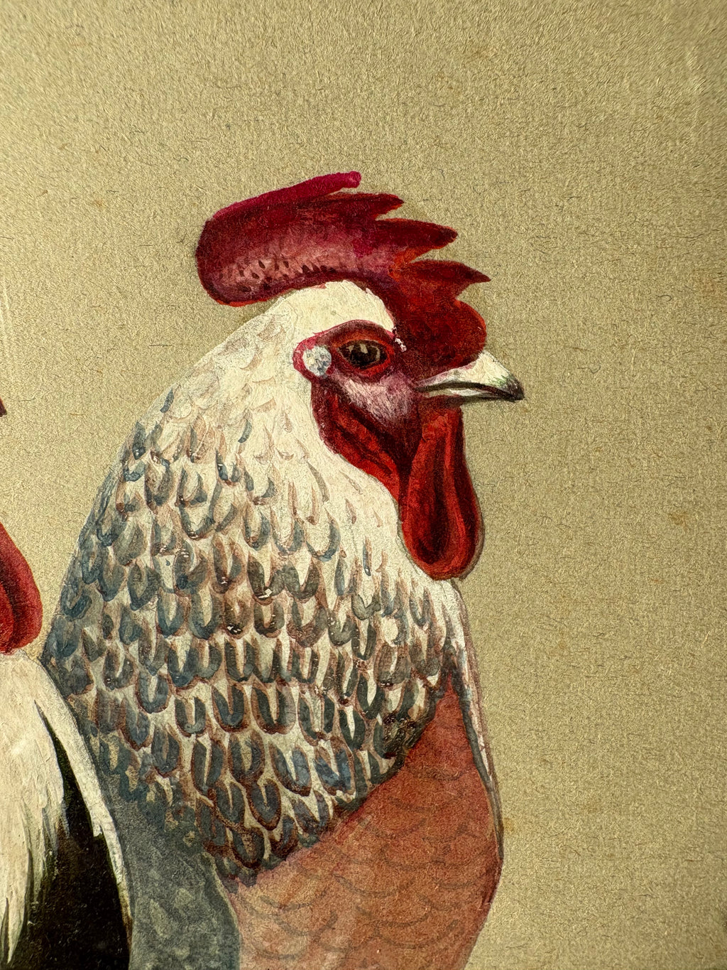 1930s original painting, Silver Dorking Fowl, rooster, chicken, framed vintage art