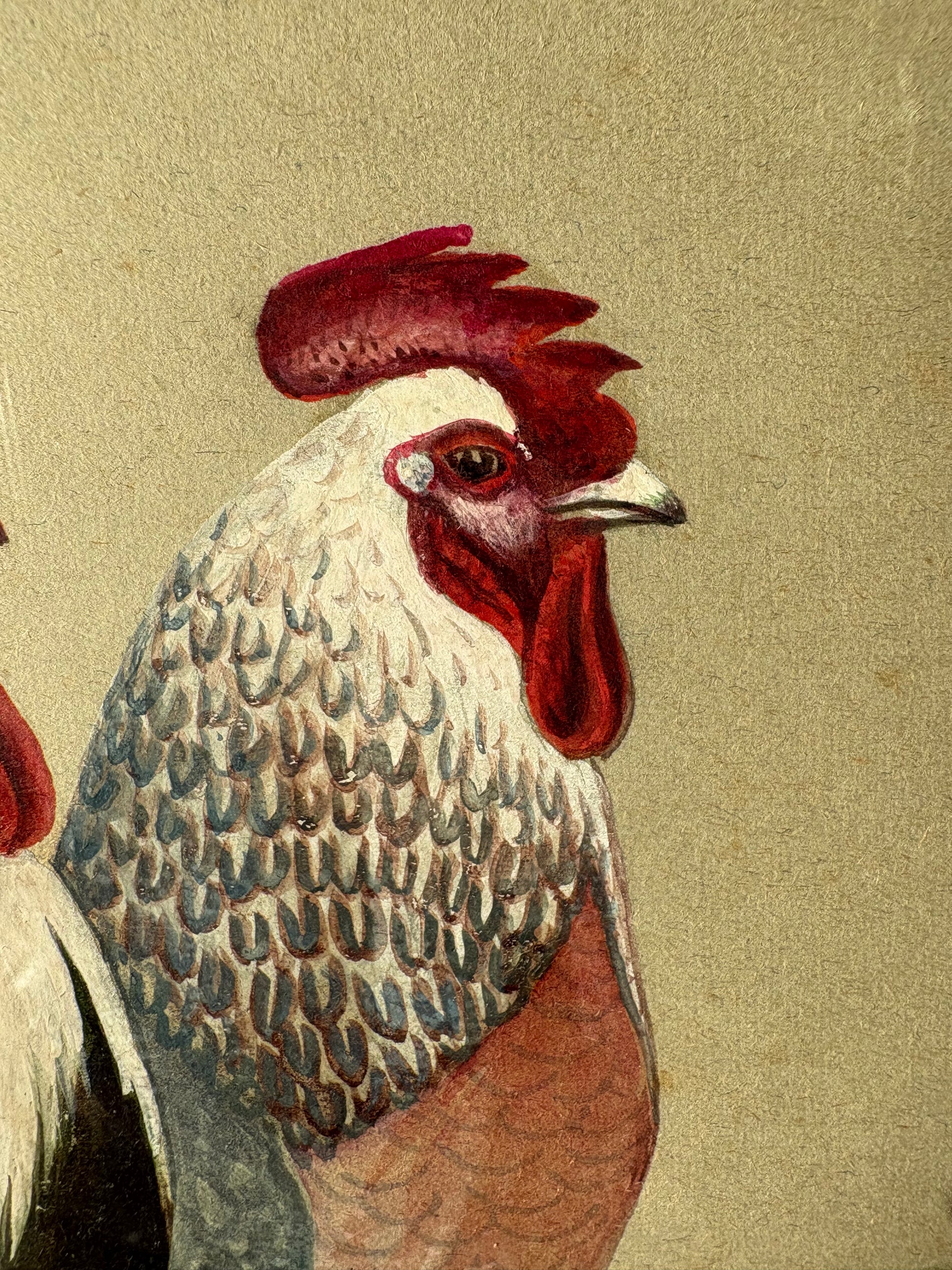 1930s original painting, Silver Dorking Fowl, rooster, chicken, framed vintage art