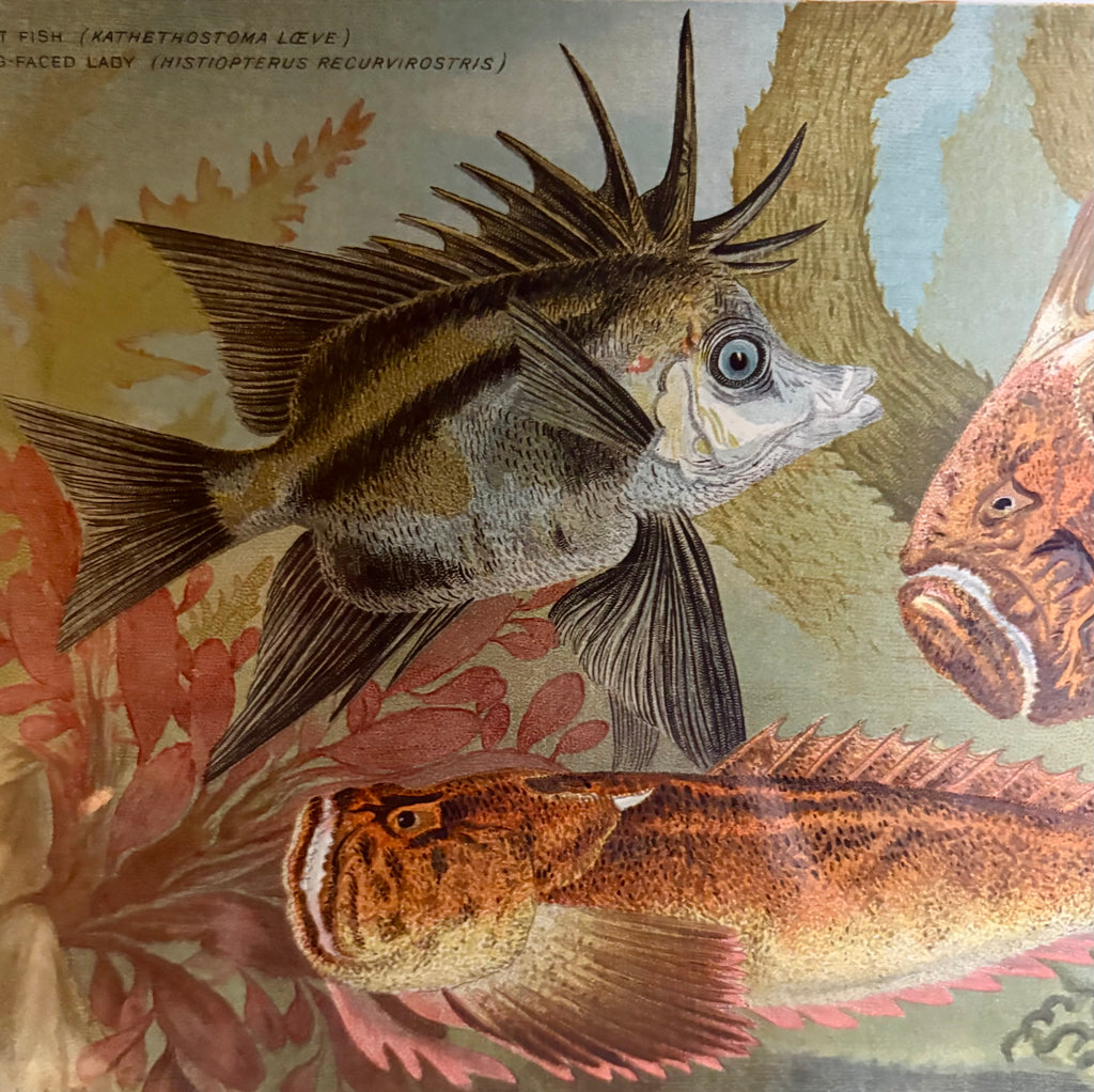 1881 Antique chromolithograph, Louisa A Meredith, Australian, fish, framed art