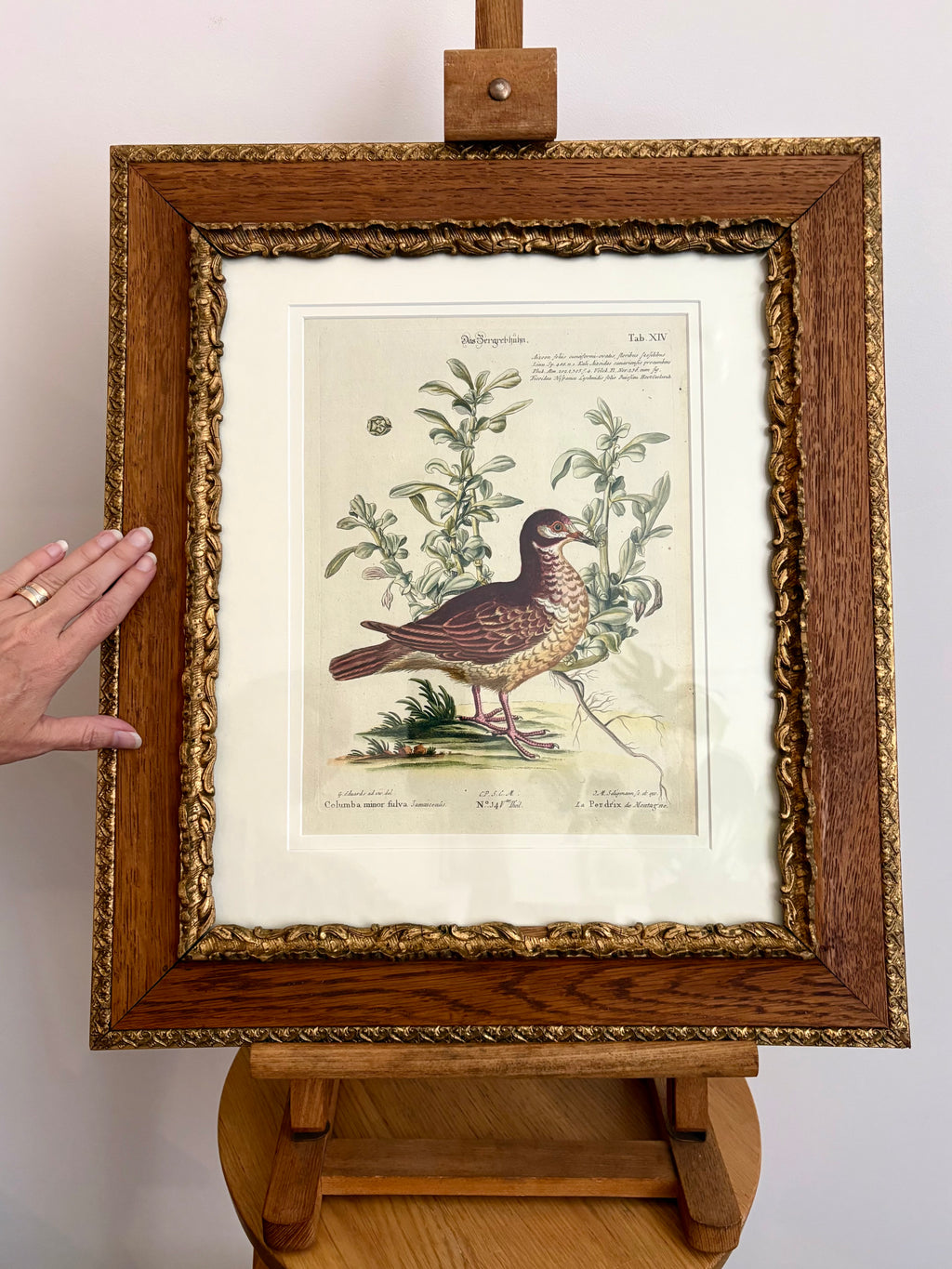 1760s Genuine antique, Bird, engraving, hand coloured, carved frame, original vintage art