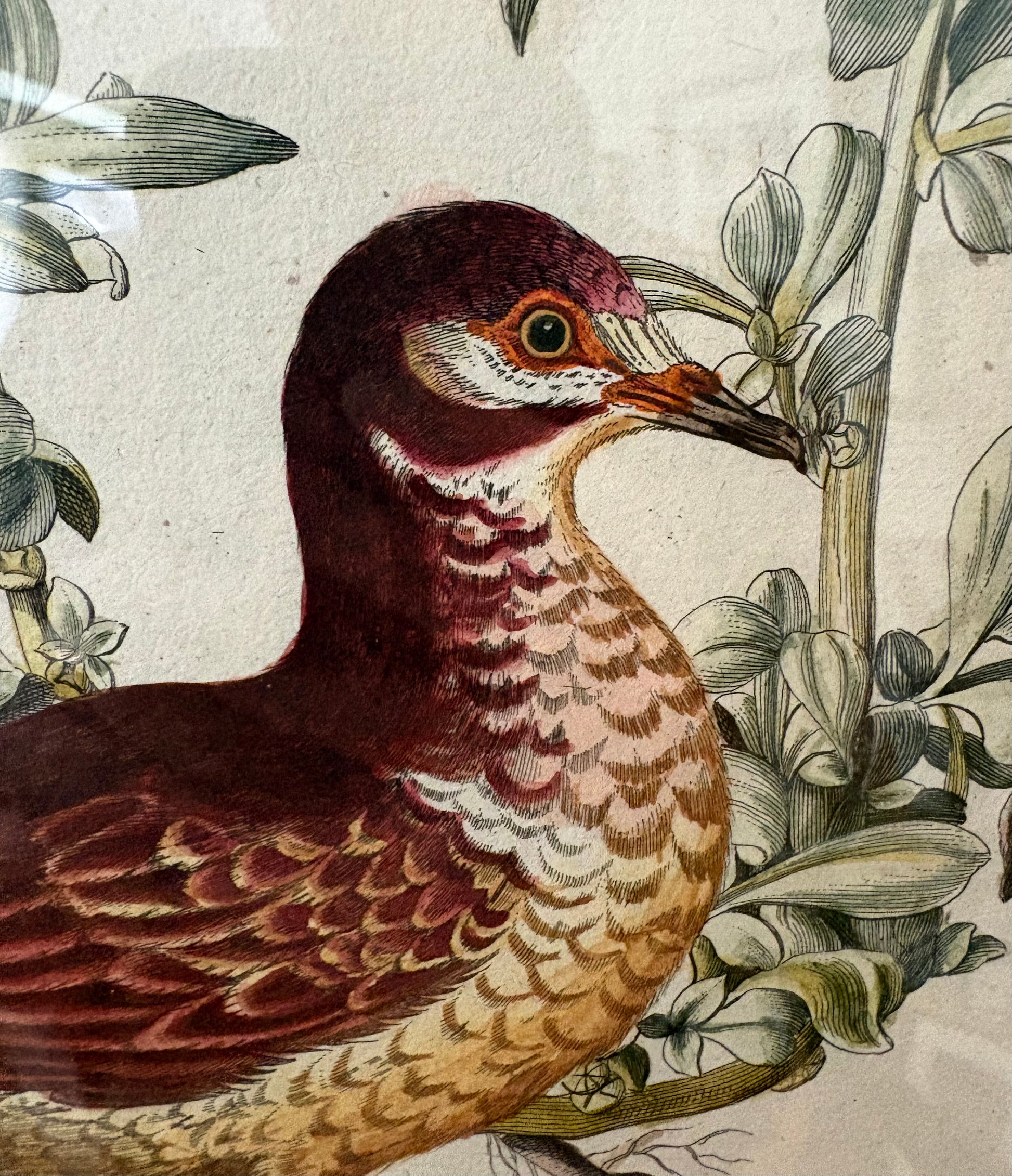 1760s Genuine antique, Bird, engraving, hand coloured, carved frame, original vintage art