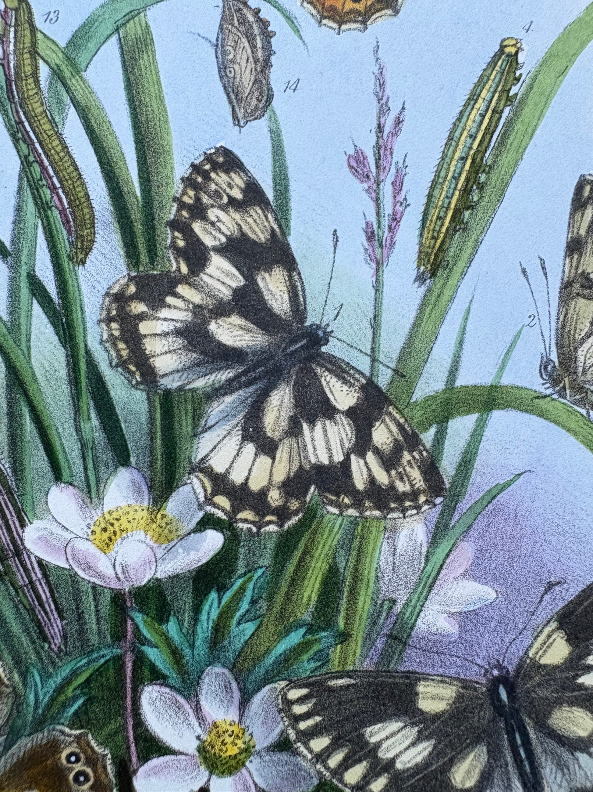 1840s Genuine antique butterfly lithograph with hand colouring, flowers, vintage art