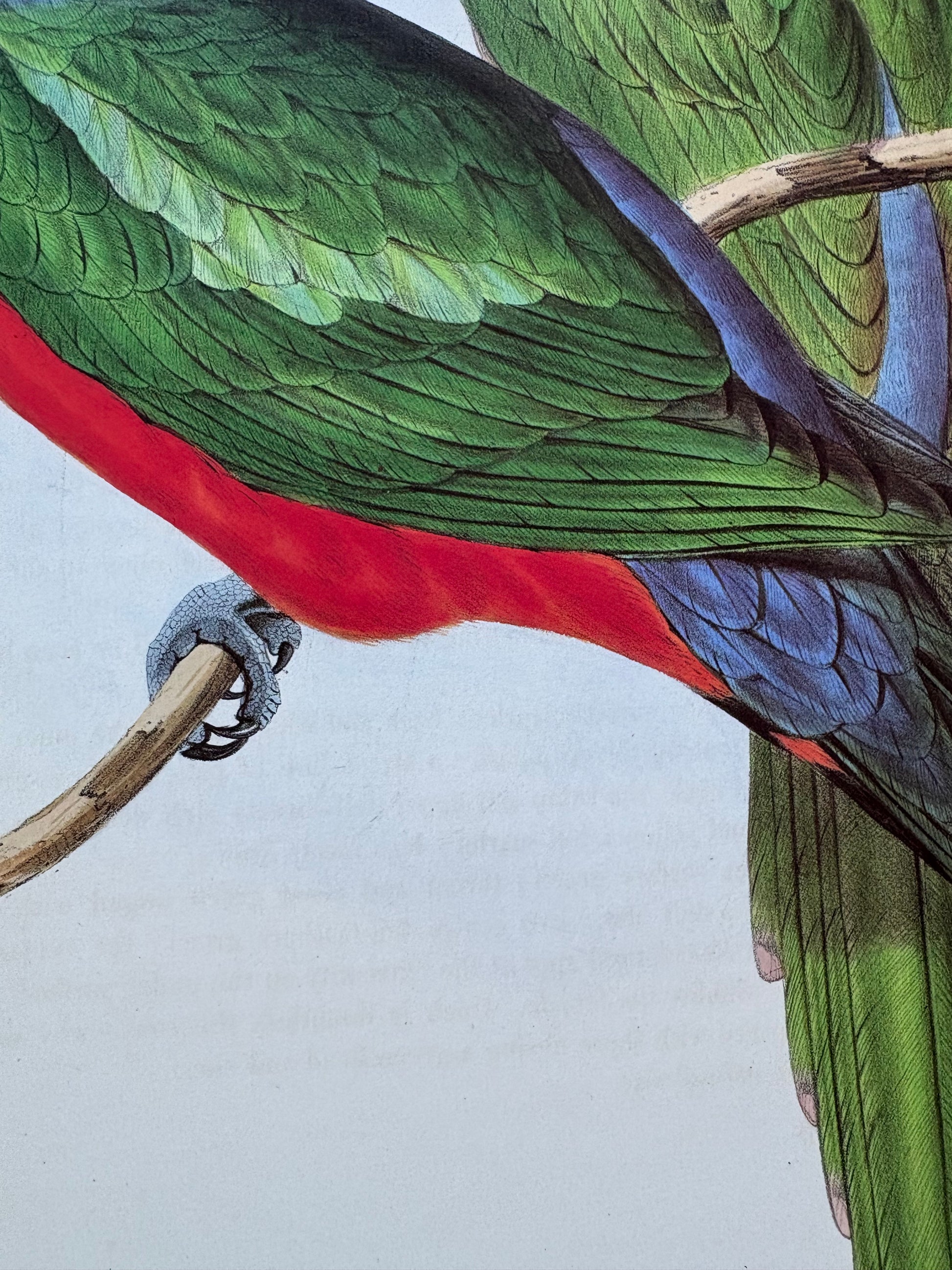 1989 Authentic limited Edition Gould print, Parrots, vintage art