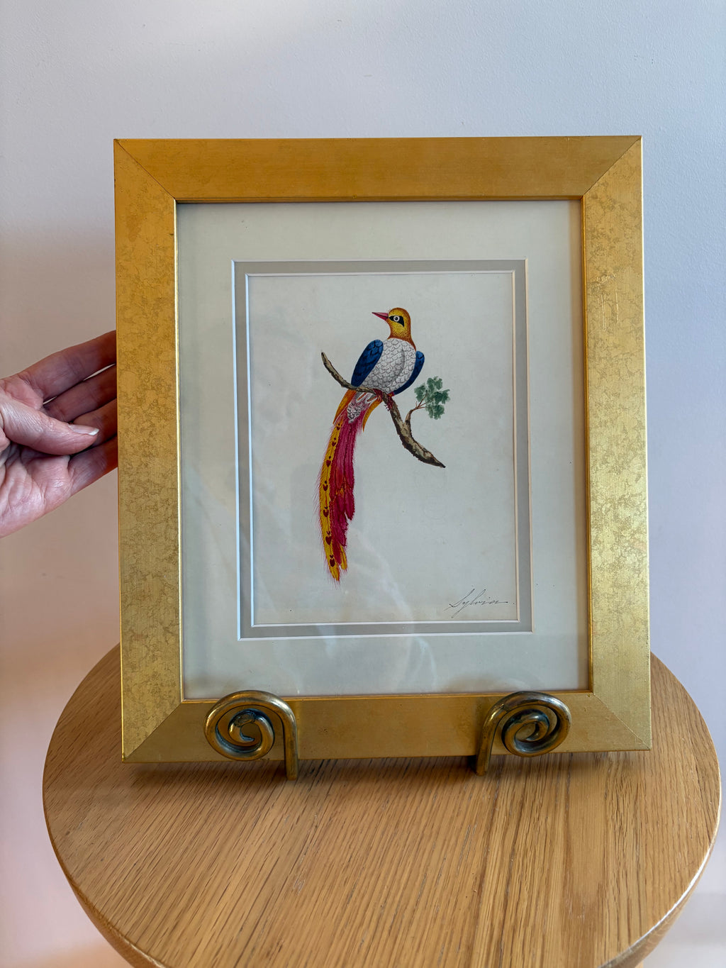 1830's Georgian original watercolour painting, Bird of Paradise, framed antique art