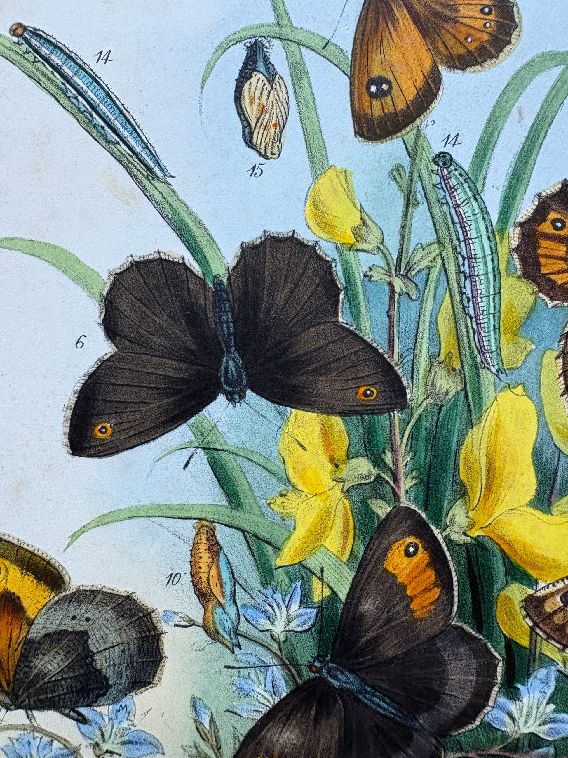 1840s Genuine antique butterfly lithograph with hand colouring, flowers, vintage art