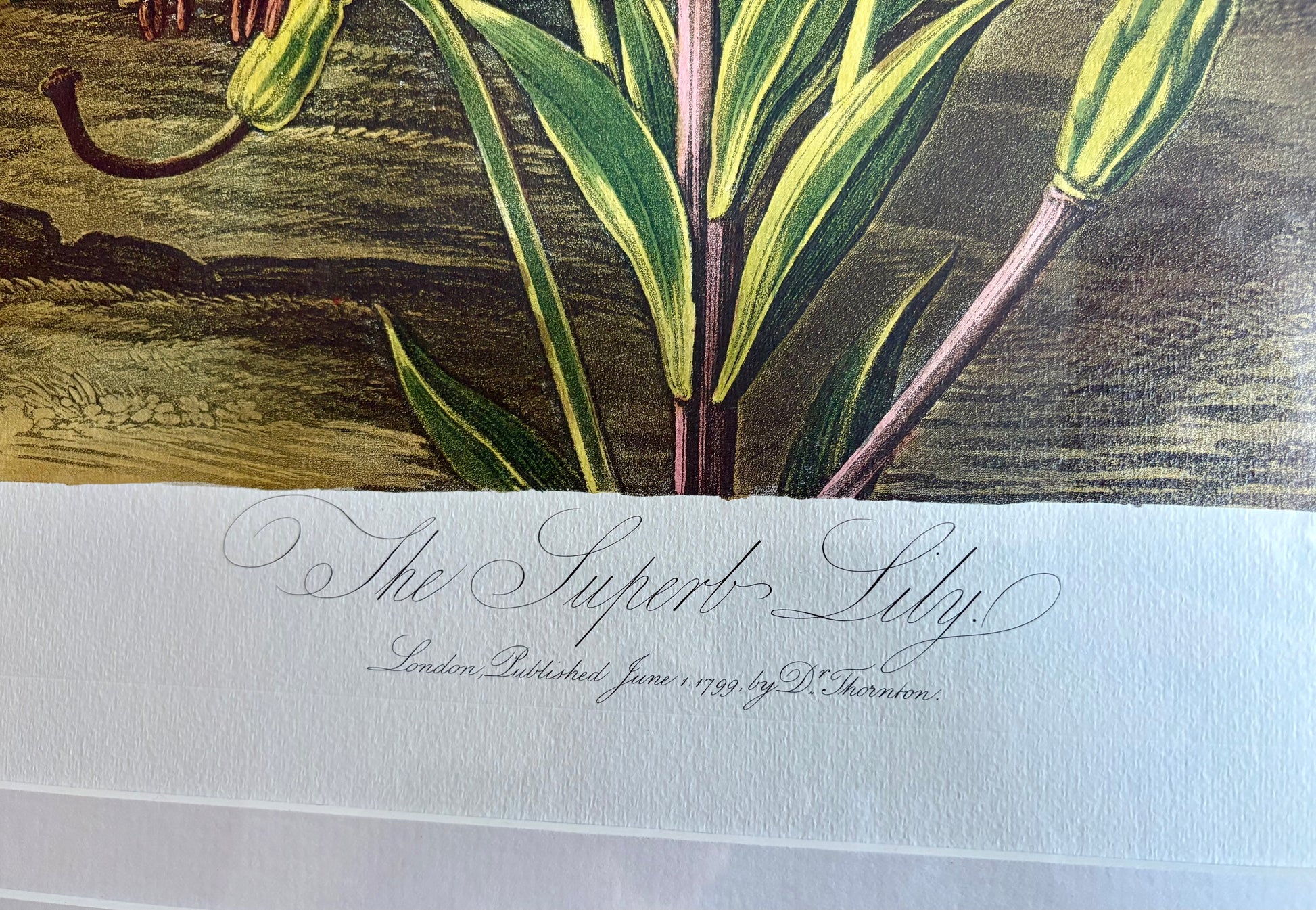 Framed large Lily print, Temple of Flora, Robert Thornton, quality framed art