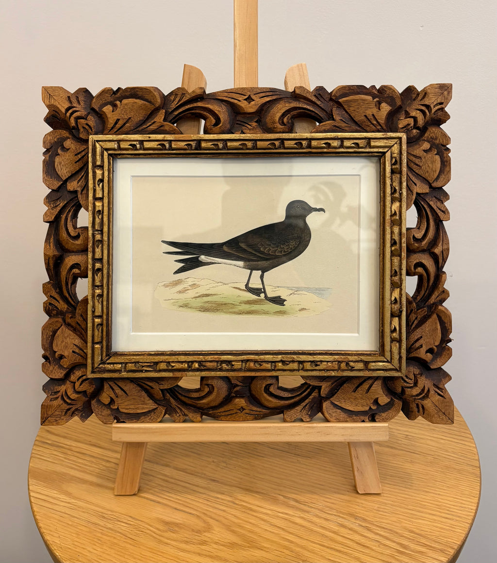 1860s Genuine antique, bird engraving, hand coloured, carved frame, original vintage art