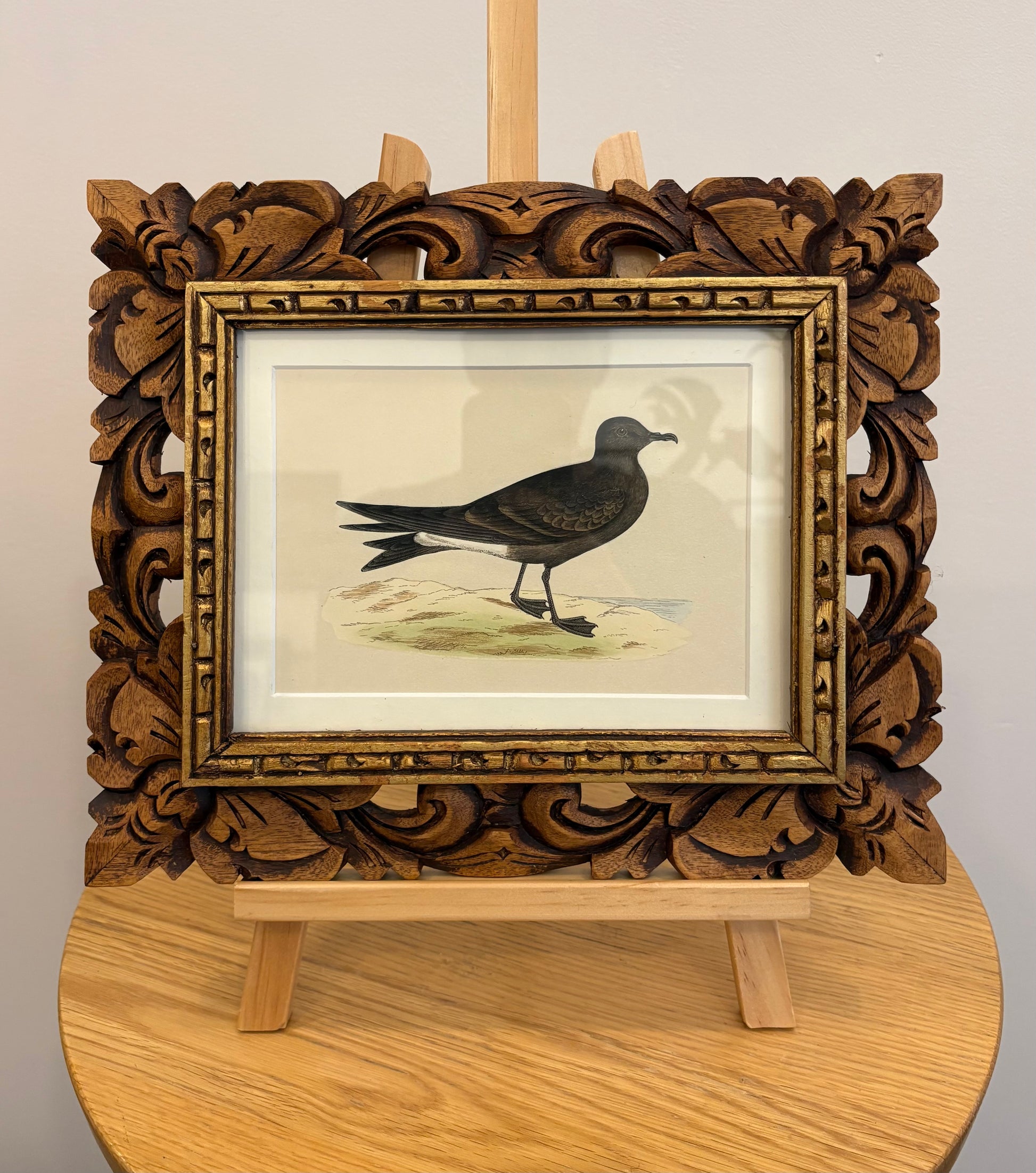 1860s Genuine antique, bird engraving, hand coloured, carved frame, original vintage art