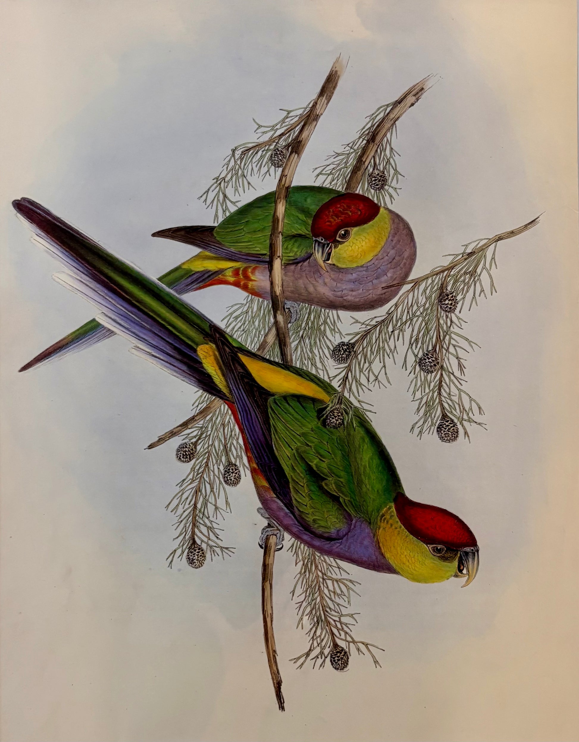 1989 Authentic limited edition 64/500 Gould print, Parakeet, vintage art