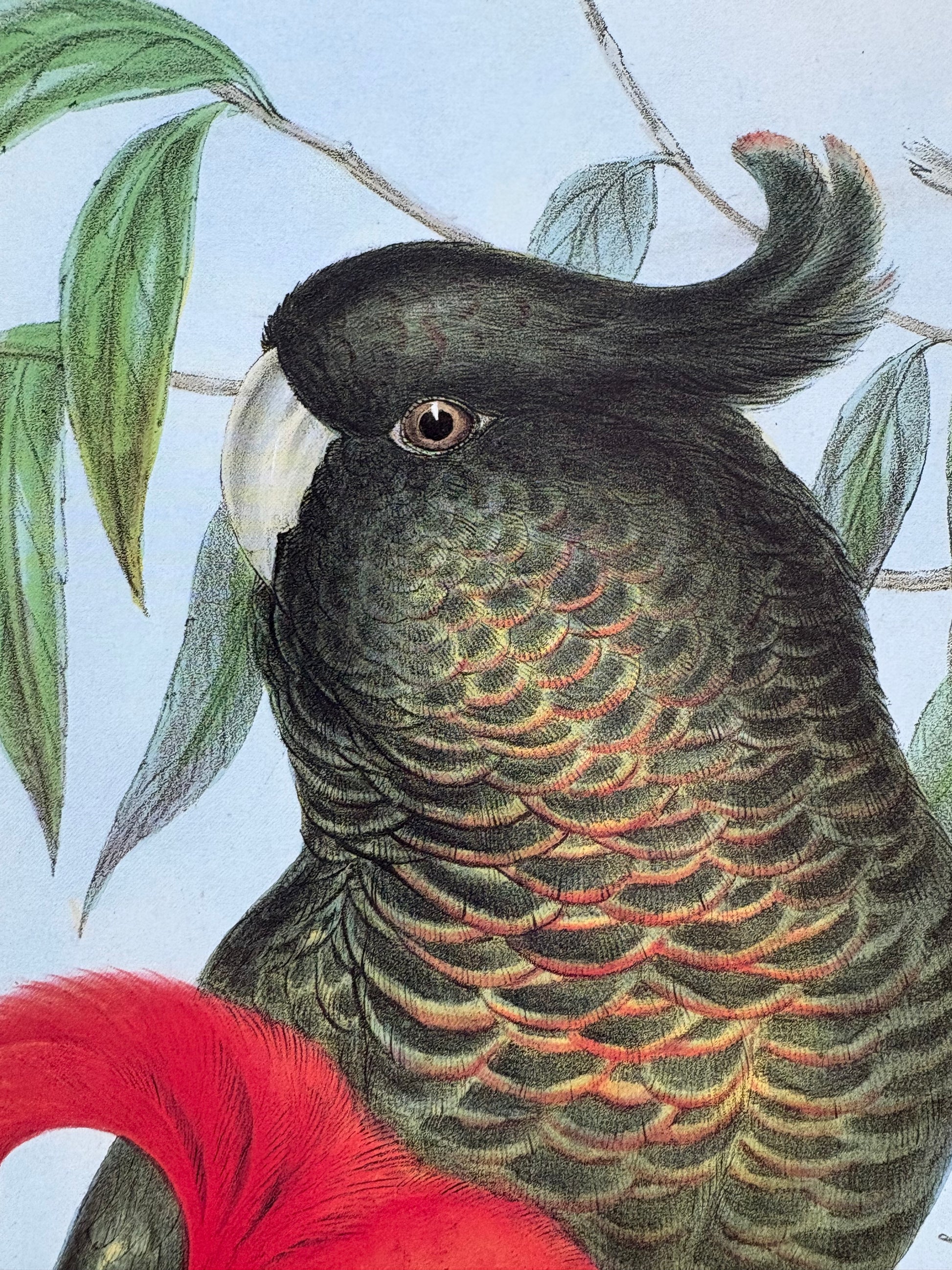 1989 Authentic limited Edition Gould print, Gang Gang Cockatoo, vintage art