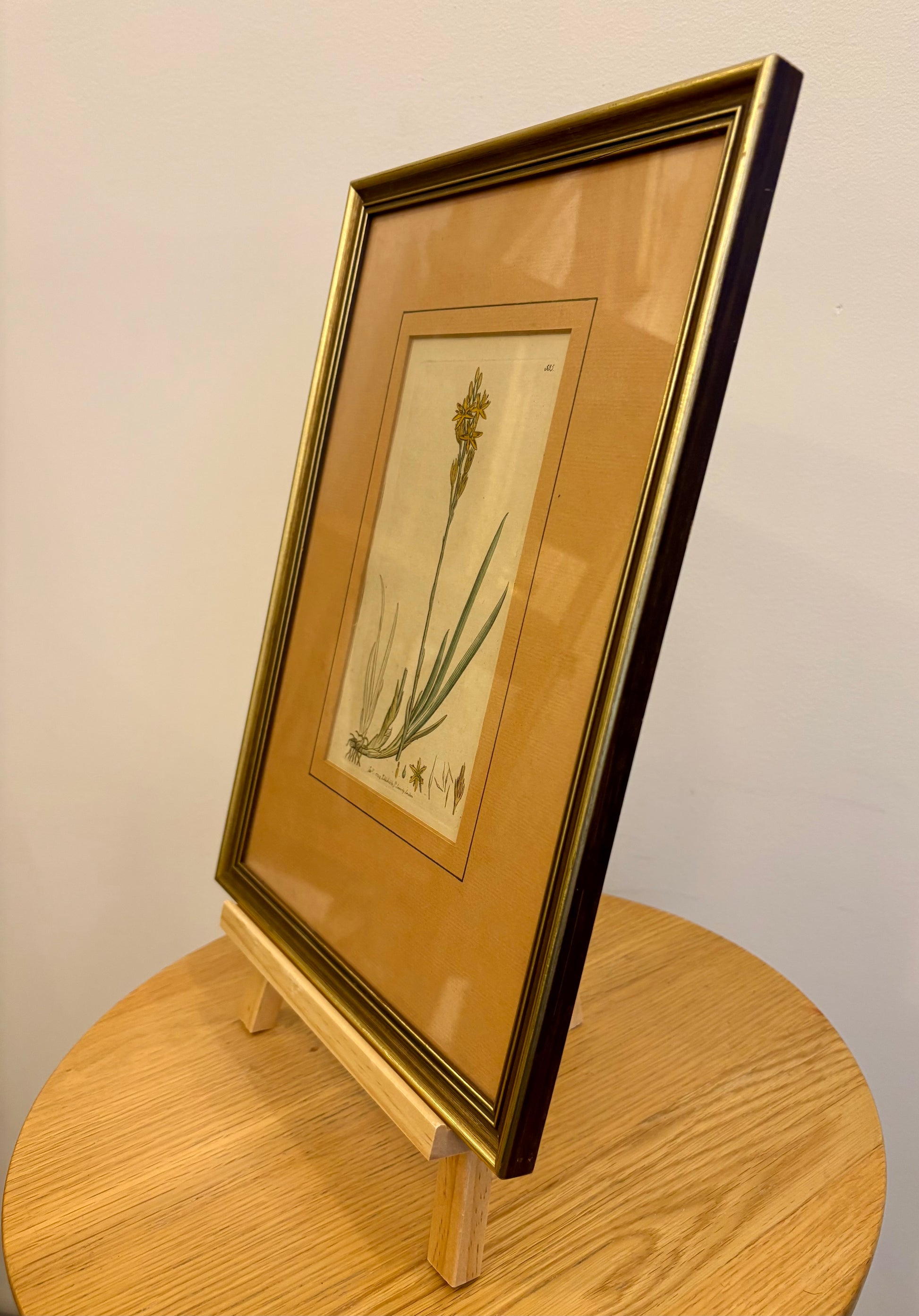 1799 antique botanical art engraving, hand painted, framed art, flower