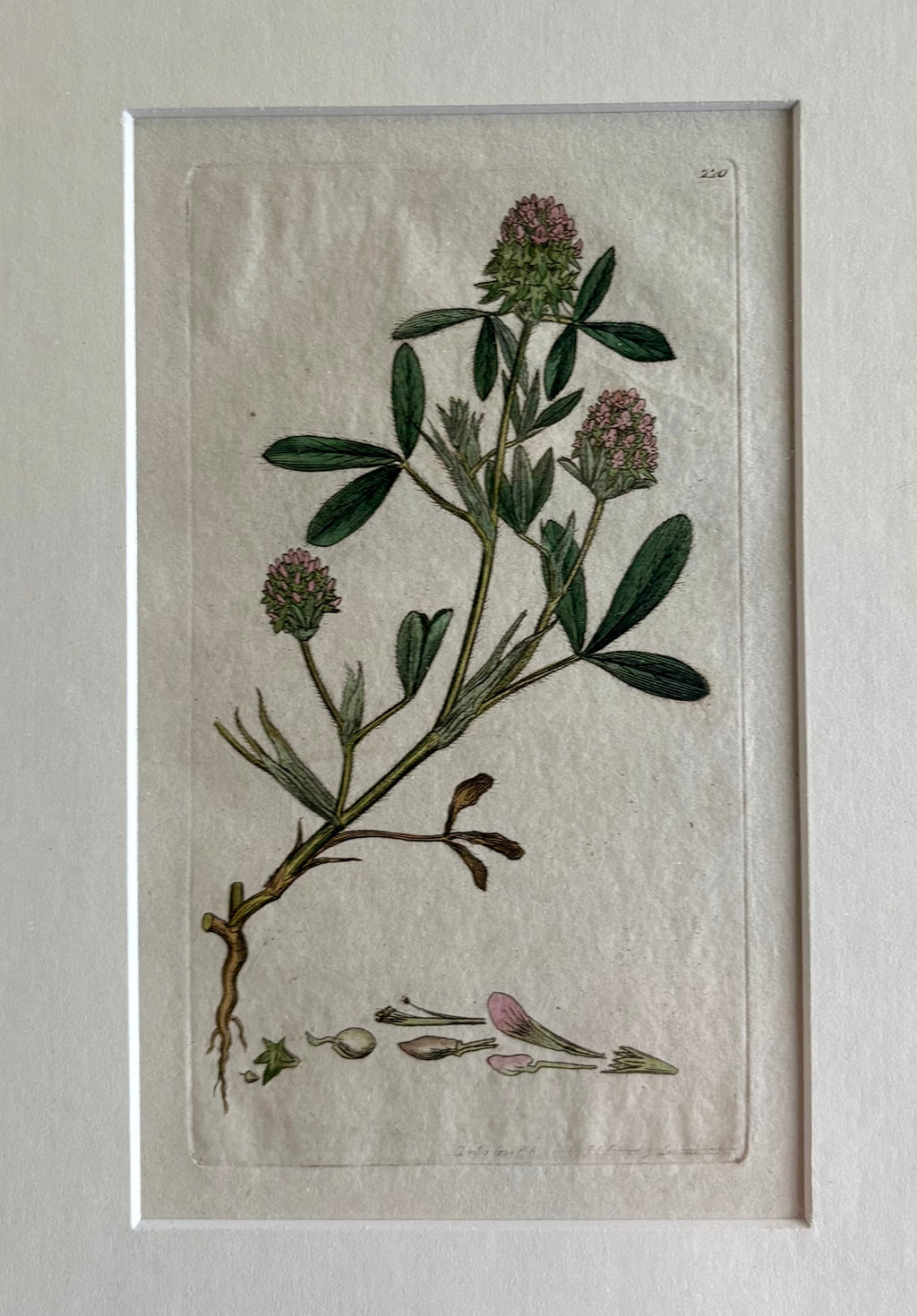 1795 antique botanical art engraving, hand painted, framed art, flower