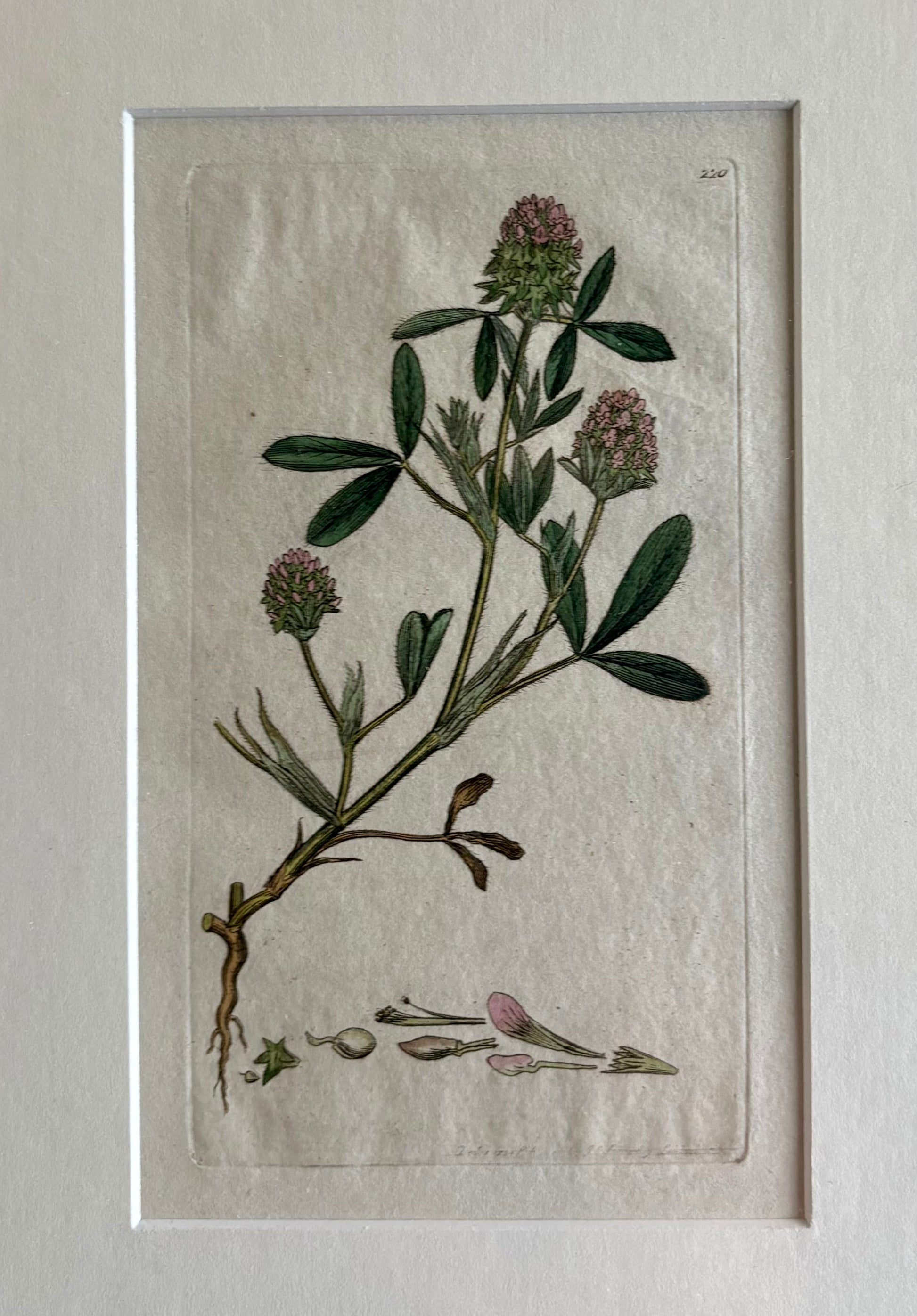 1795 antique botanical art engraving, hand painted, framed art, flower