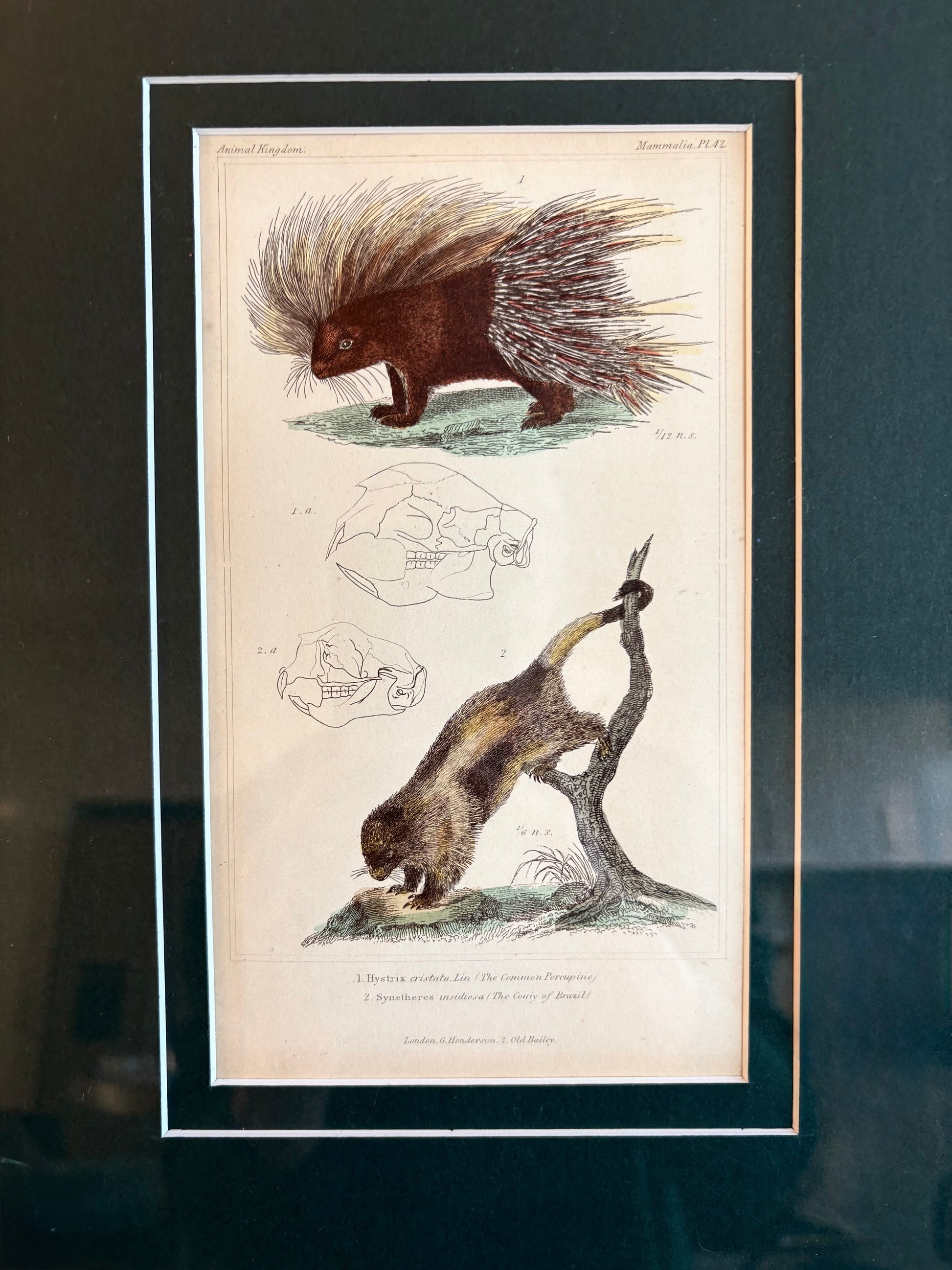 1830s Copperplate engraving, hand coloured,French, Porcupine, framed art, antique