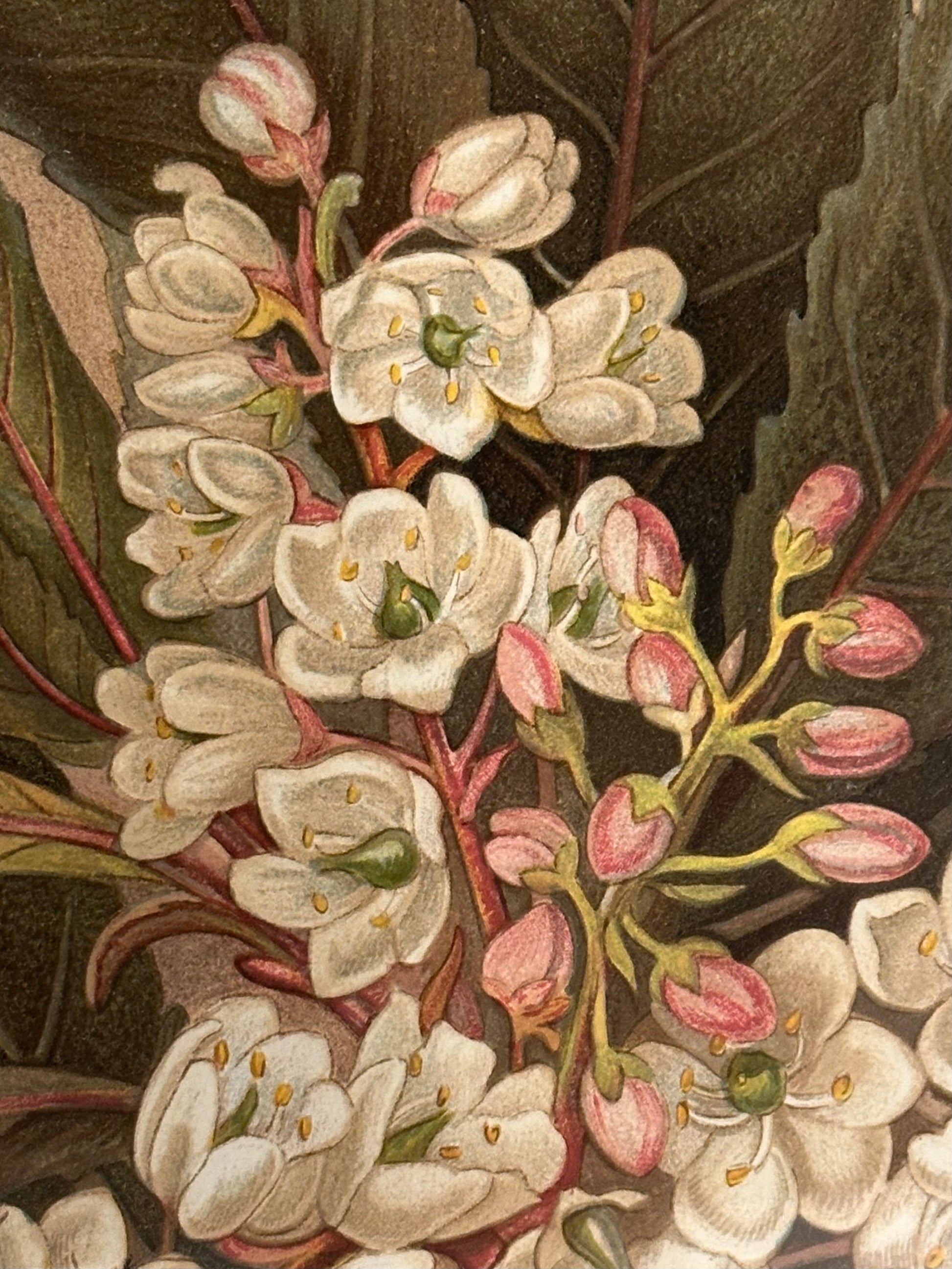 1891 Antique chromolithograph, Louisa A Meredith, Australian, flowers, botanical art, framed art