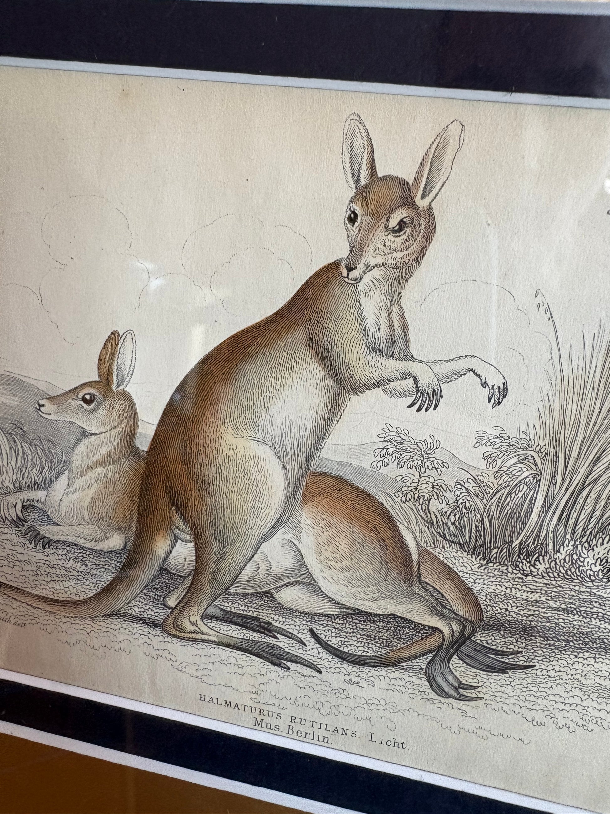 1830s original copperplate engraving, Bennetts Wallaby, kangaroo, framed antique art