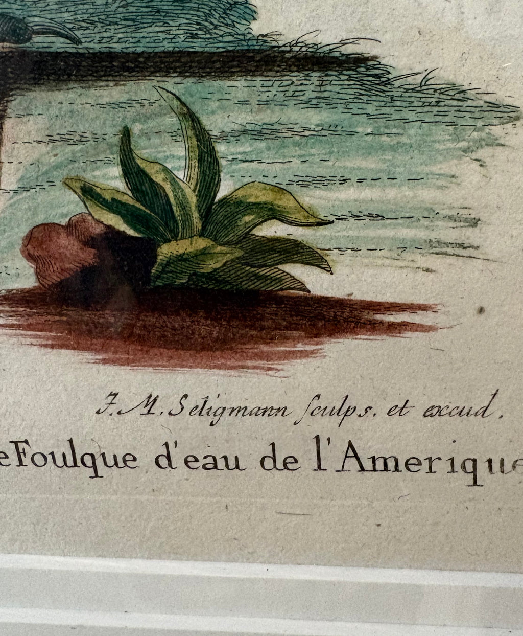 1760s Genuine antique, Bird, engraving, hand coloured, carved frame, original vintage art