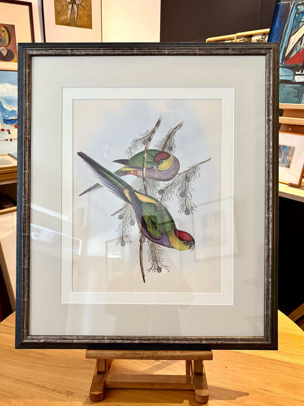 1989 Authentic limited edition 64/500 Gould print, Parakeet, vintage art