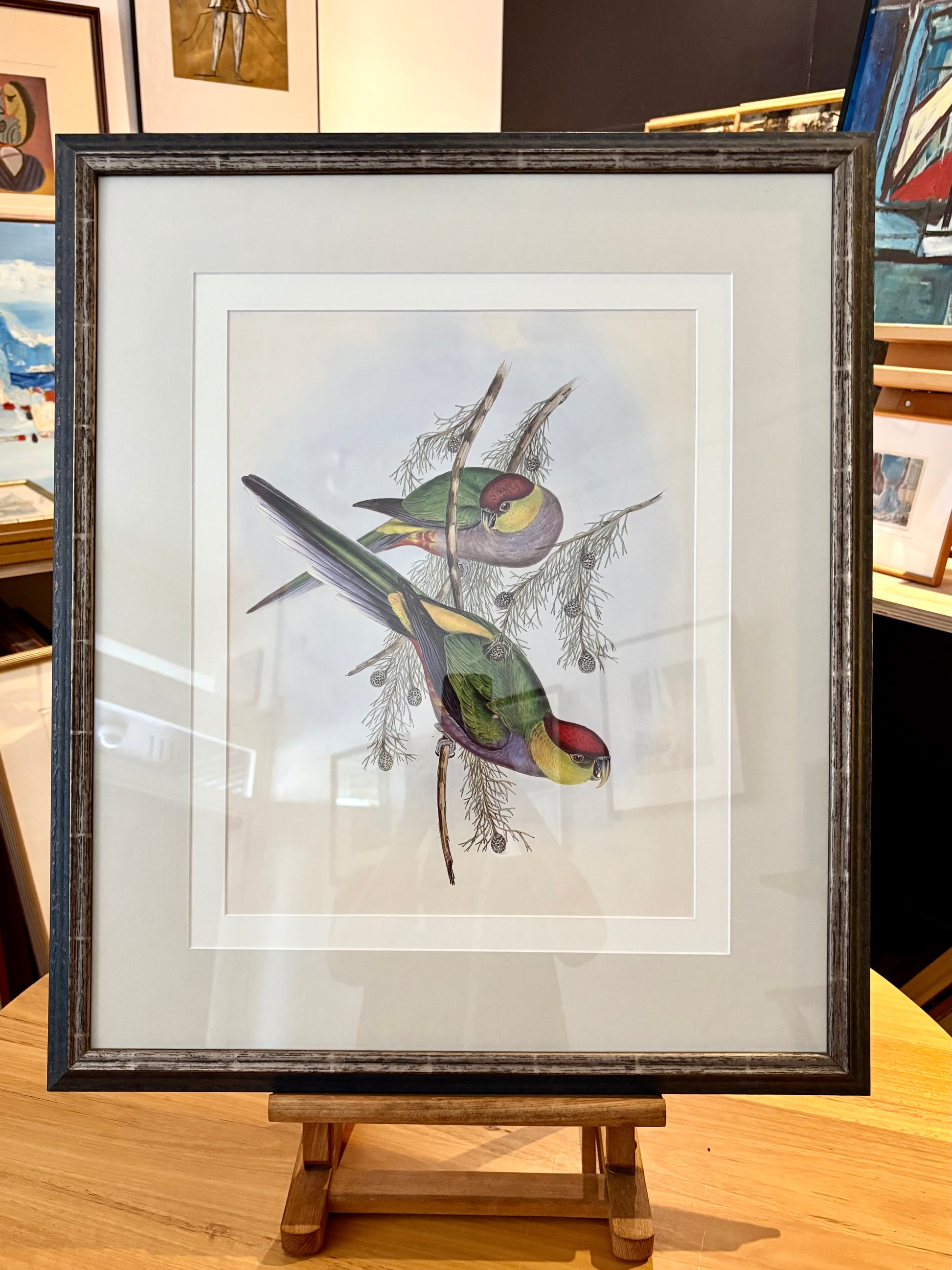1989 Authentic limited edition 64/500 Gould print, Parakeet, vintage art