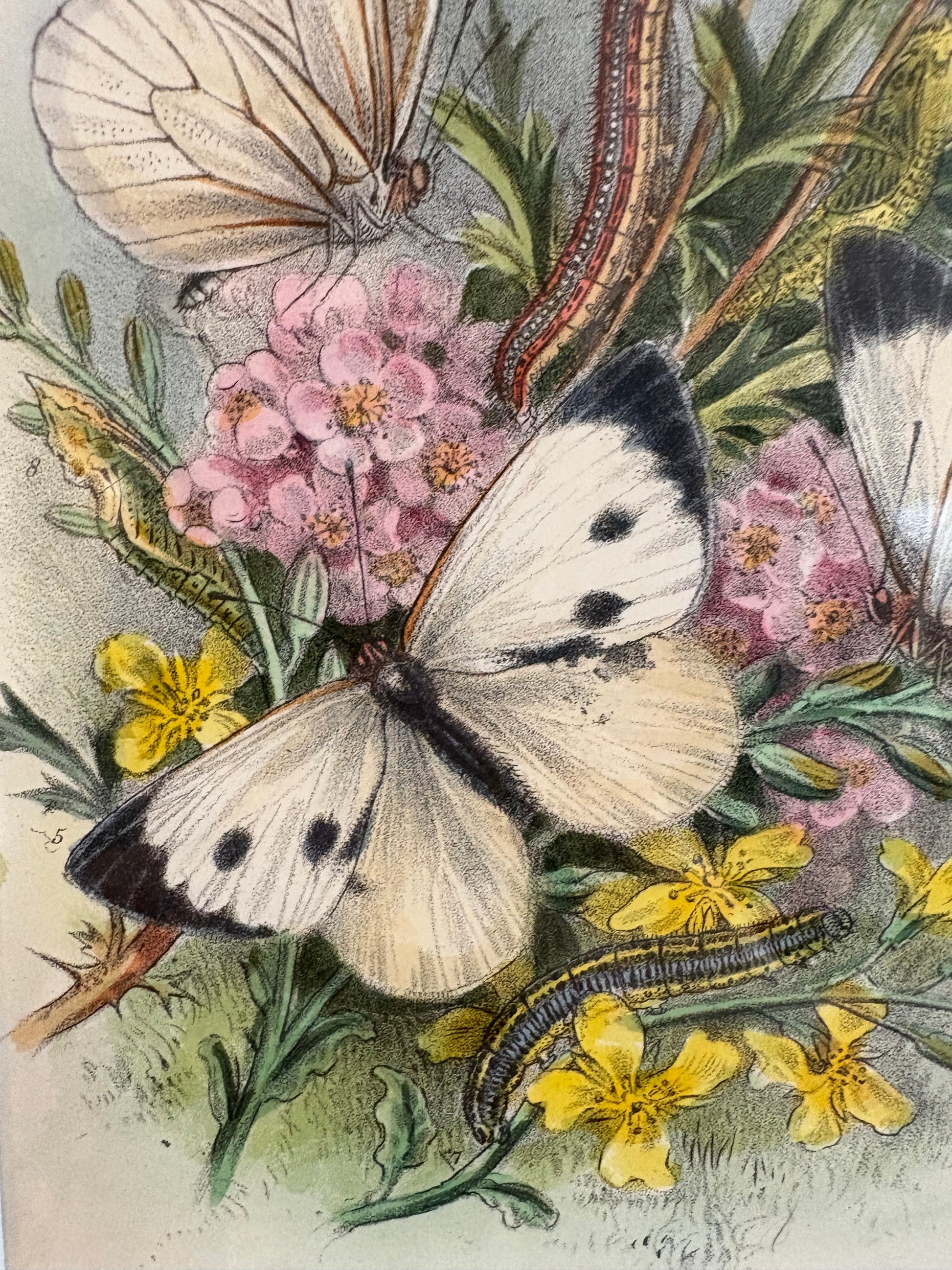 1859 Genuine antique butterfly lithograph with hand colouring, flowers, vintage framed art