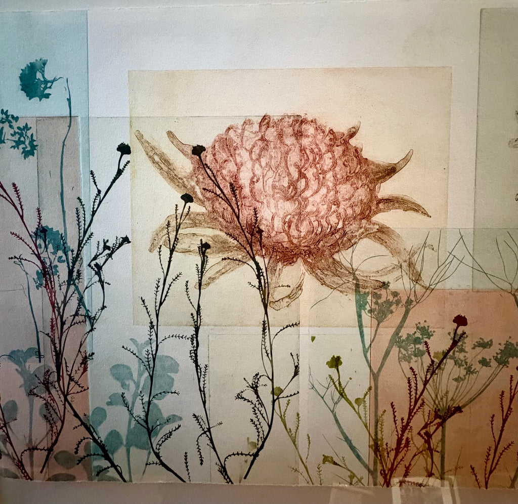 Original Trudy Rice botanical artwork, “Banksias”, signed, framed