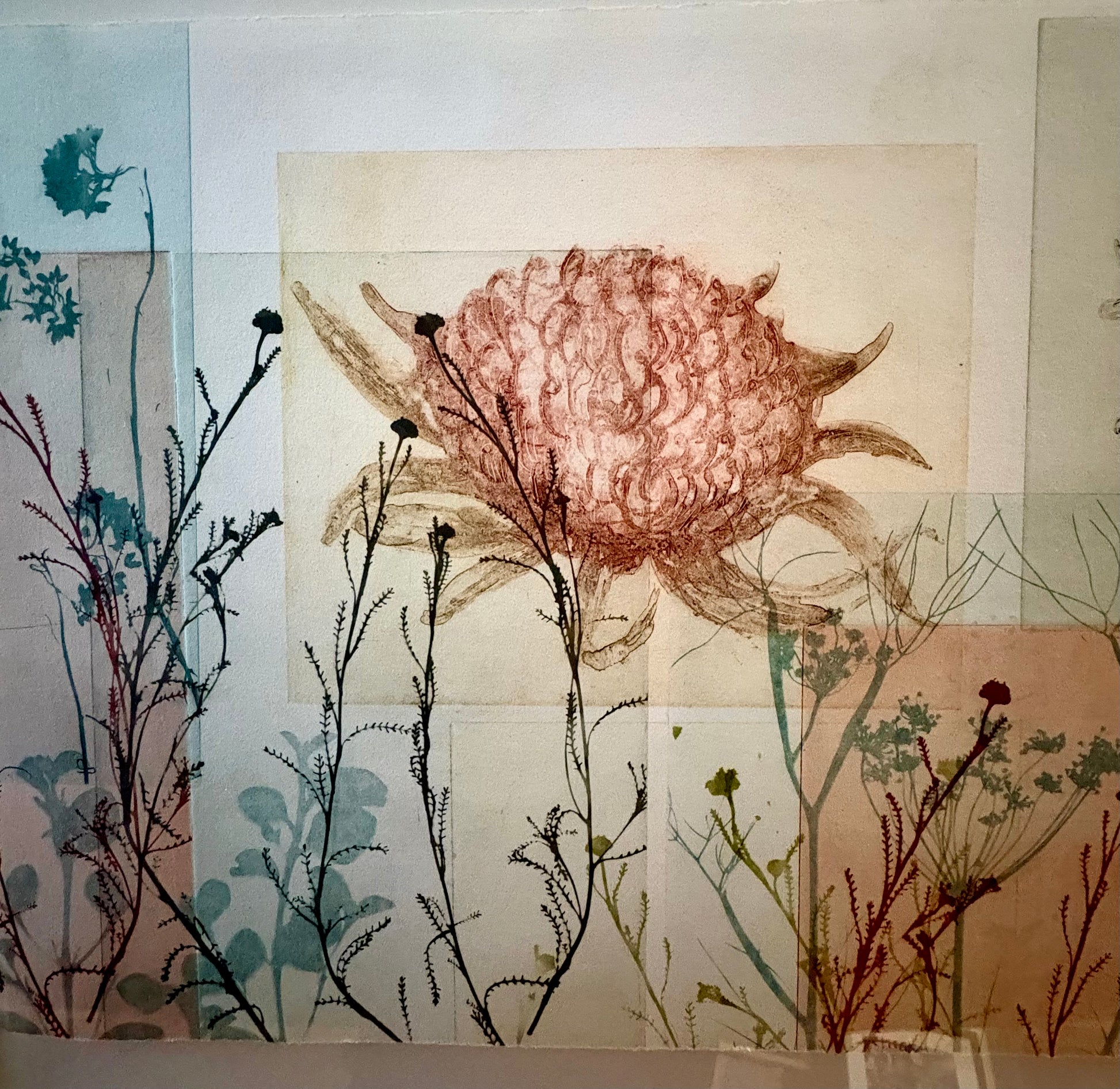 Original Trudy Rice botanical artwork, “Banksias”, signed, framed