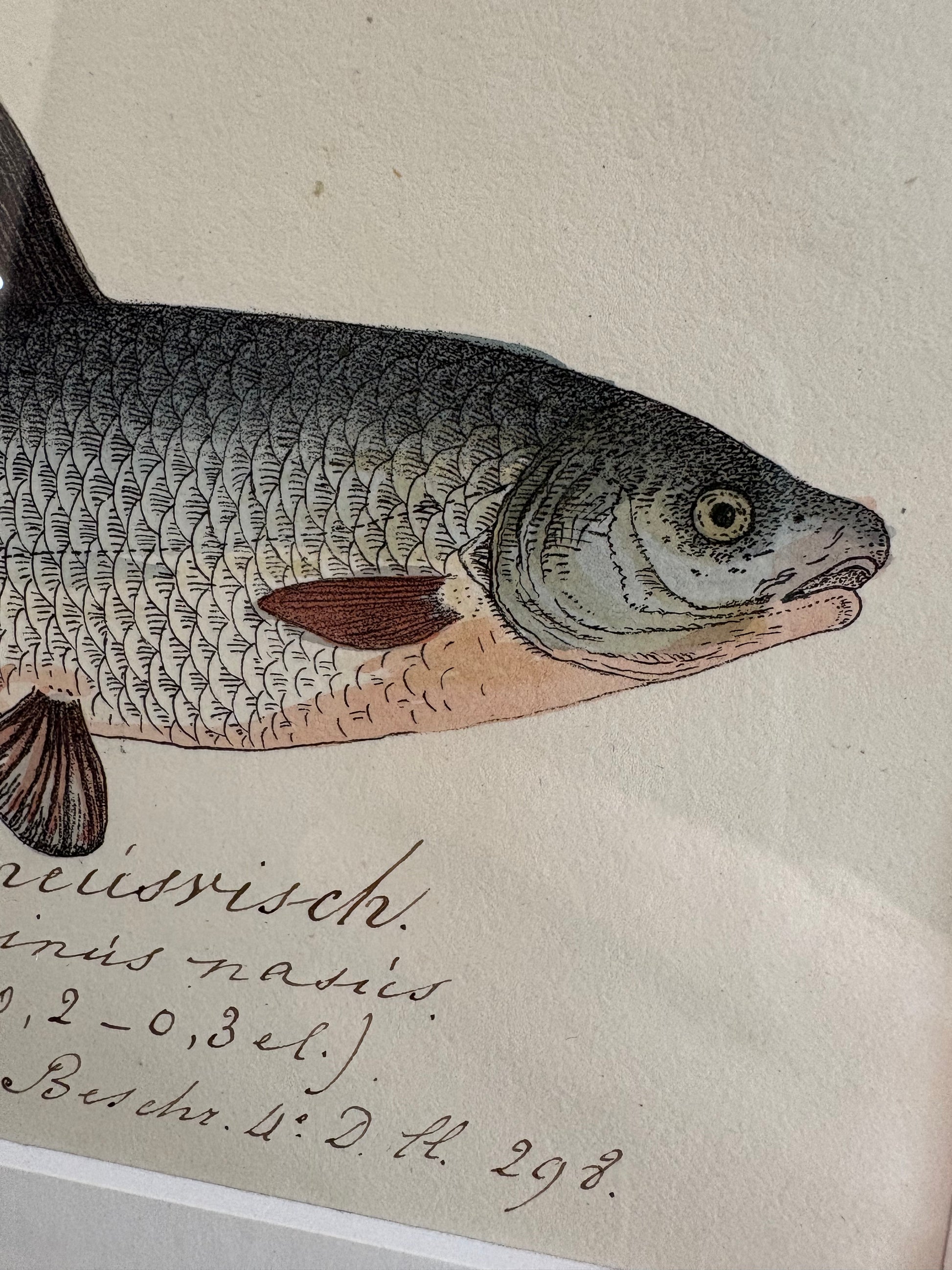 1830s Genuine antique fish engraving, hand coloured, framed original vintage wall art