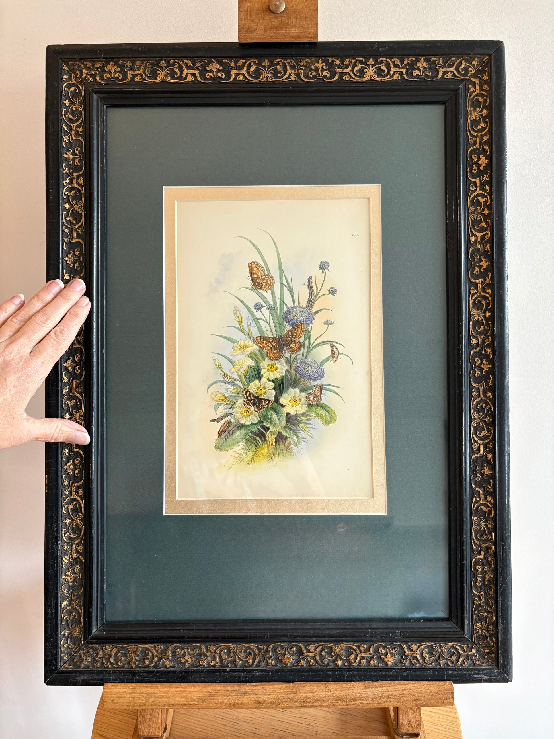 1840s Genuine antique butterfly lithograph with hand colouring, flowers, vintage framed art