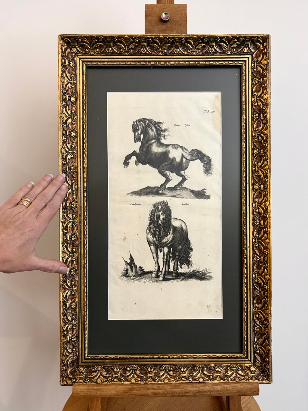 1657 Authentic antique engraving, horses, gilt framed artwork