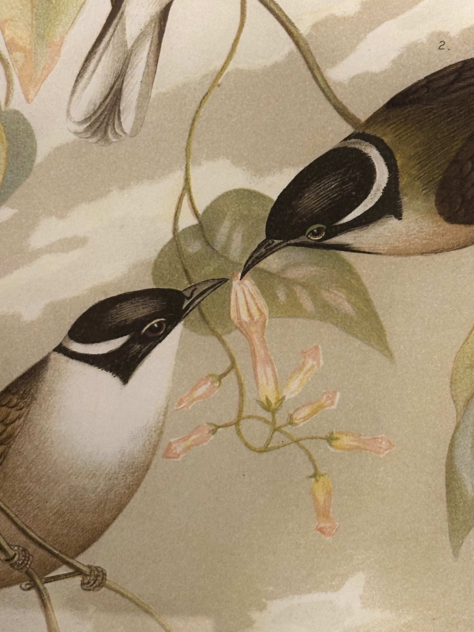 1891 Antique lithographic print, Gracius Broinowski,, Australian birds, framed art
