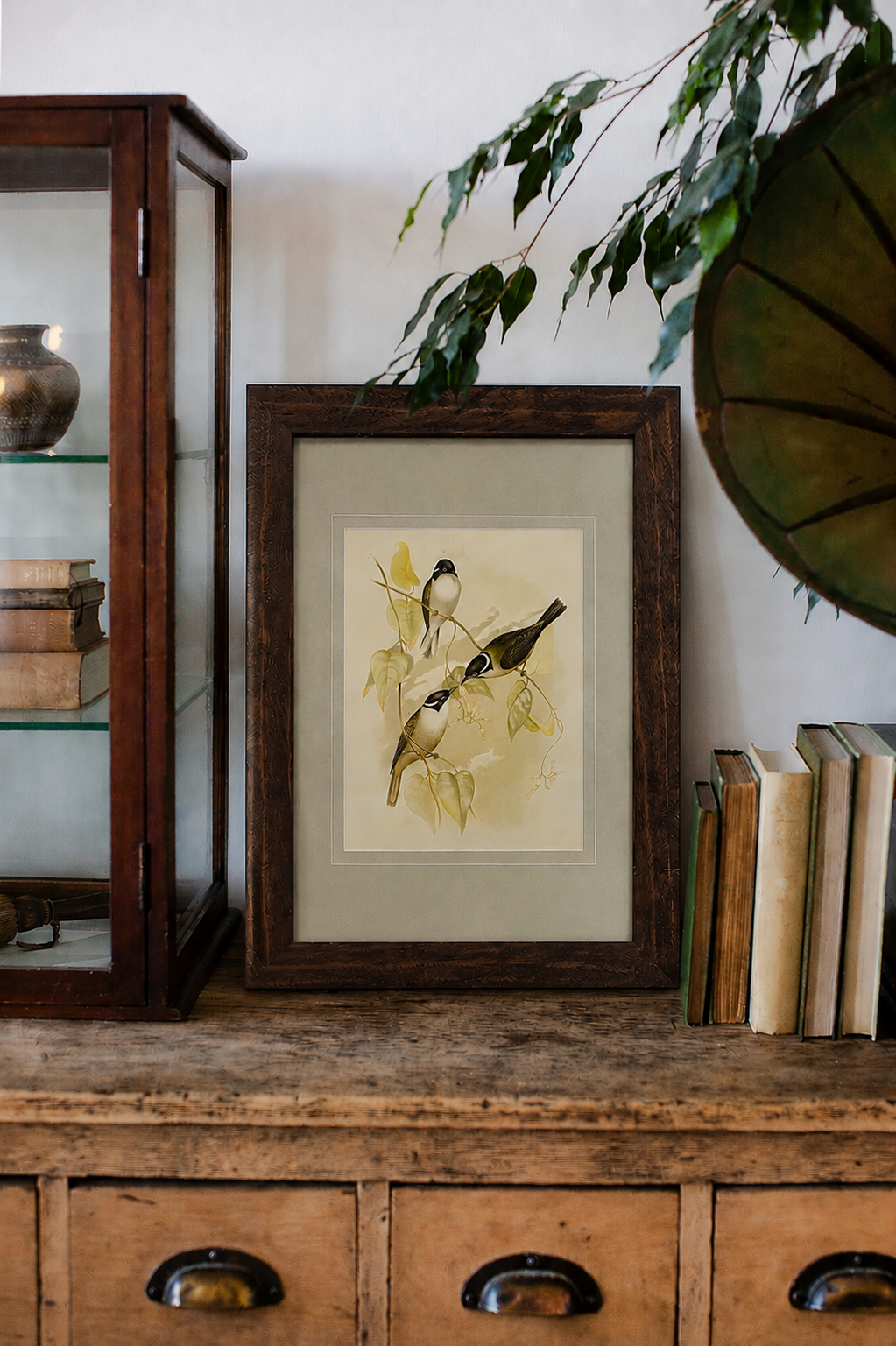 1891 Antique lithographic print, Gracius Broinowski,, Australian birds, framed art